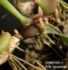 Bulbophyllum immobile  (02)